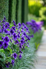 Bright violet blooms paired with rich foliage present a captivating sight.