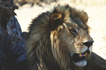 A lion with its mouth open