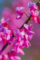 Foto auf Acrylglas Pflegezentrum Eastern redbud branch with bright pink and showy flowers in the spring sunshine  © Darren Koobs