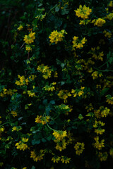 Photos of the first spring flowers after weeks of rain