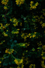 Photos of the first spring flowers after weeks of rain