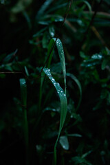 photos of some green leaves with water drops