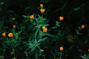 Photos of the first spring flowers after weeks of rain