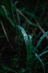 photos of some green leaves with water drops