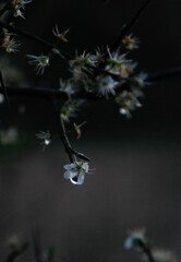 Photos of the first spring flowers after weeks of rain