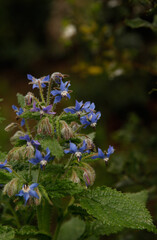 Photos of the first spring flowers after weeks of rain