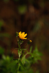 Photos of the first spring flowers after weeks of rain