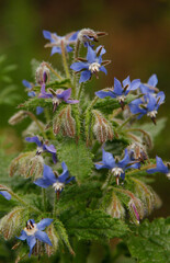 Photos of the first spring flowers after weeks of rain