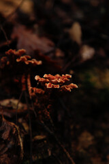 photos of some small forest mushrooms