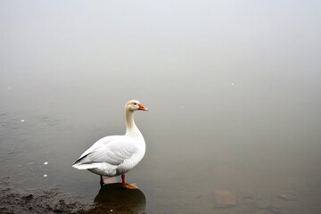 Elegant duck stands by serene water, shrouded in soft misty atmo