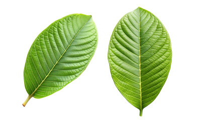 Obraz premium Green leaves isolated, Fresh leaves collection, Collection set of green guava leaves branch isolated