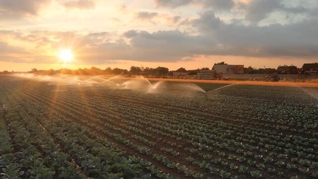 Aerial view drone shot of irrigation system on agricultural cabbage field and farmers with tractor working at sunset helps to grow plants in the dry season. Beautiful sunny landscape rural scene