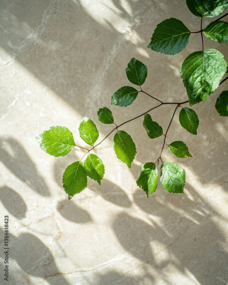 Poster serene branch with vibrant green leaves casting shadows on a textured surface creating a peaceful an