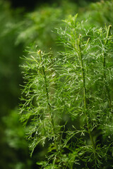 flower plant climb grass texture sky