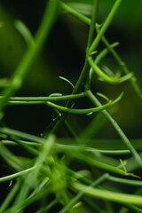 flower plant climb grass texture sky