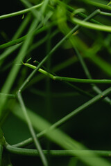 flower plant climb grass texture sky