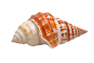 Detailed image of a spiny murex shell with distinct orange-white patterns, cut out