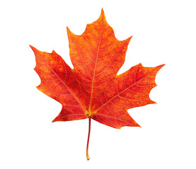 Obraz premium Vibrant red maple leaf on black background showcasing autumn colors, cut out