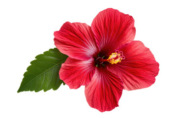 Vibrant red hibiscus flower with lush green leaves, cut out