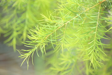 オーストラリア原産のティートリー、先住民のアボリジニが薬用植物として古くから用いて、アロマテラピーのエッセンシャルオイルでも、抗菌、抗真菌などの効能があり免疫力をアップさその爽やかな香りは心にも活力を与えます。