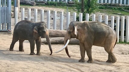 Meeting of two elephants. Two Indian elephants in the zoo. Poland zoo 10.01.20023. High quality photo