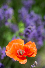 Coquelicot