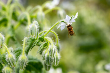 Abeille au jardin