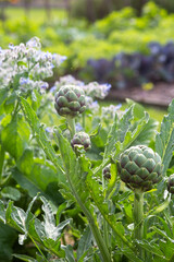 Artichauds au potager