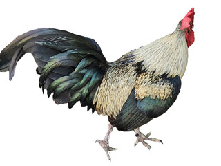 Rooster, white green and black chicken isolated on white background