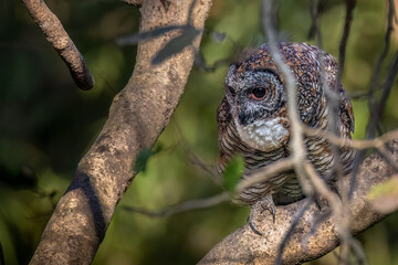 Mottled wood owl 