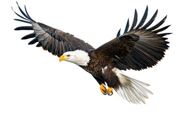 Fototapeta premium Bald eagle in transparent background