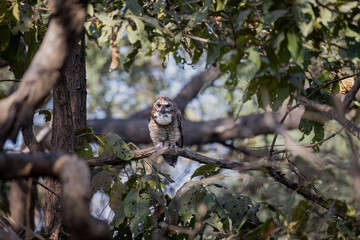 Mottled wood owl. 