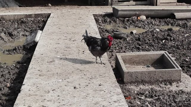 Coq dans la cour de la ferme : un aper&ccedil;u de la vie &agrave; la campagne