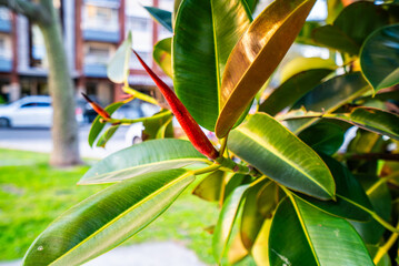 Fototapeta premium A leaf with a red tip