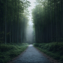 Fototapeta premium Misty bamboo forest path