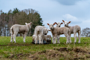 Fototapete bei efototapeten.de bestellen   