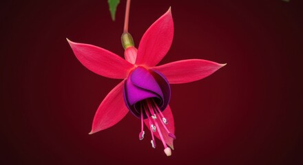 Fototapeta premium Close up of a fuchsia flower with red petals and purple center on a dark red background color