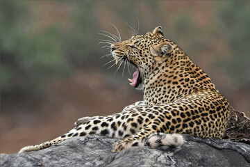 Leopard pose beautifully in Kruger National Park. Yawning and lazy near Shingwedzi camp on a very hot afternoon.