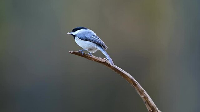 Black-capped Chickadee perched on the branch