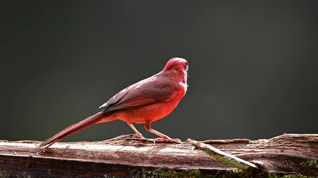 Male North Cardinal Feeding On Branch Of Cedar Tree Near Mt. Gilead