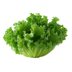 fresh lettuce isolated on white background