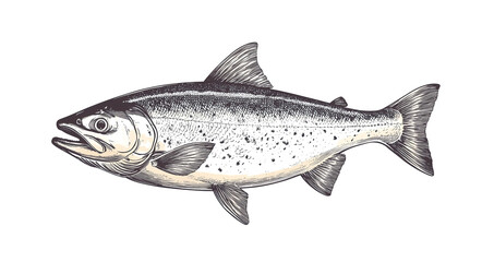 Fototapeta premium Fish sketch salmon trout. Vintage retro print, black white salmon trout fish sketch ink pencil style drawing, linear drawing, engrave old school. Sketch artwork salmon trout fish. Illustration
