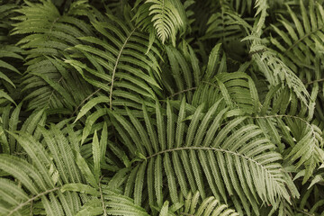 green fern leaves
