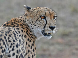 Cheetah near Satara Camp, Kruger National Park. This Cheetah appeared magnificently out of the yellow gras near the road - very alert - looking around and pose for a while!