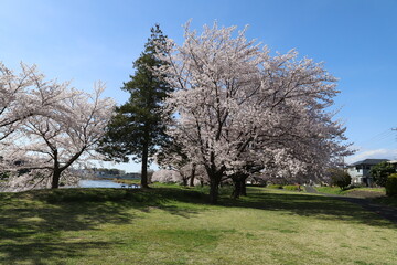 Obraz premium 日本の春の公園に咲くピンク色のソメイヨシノの桜の花