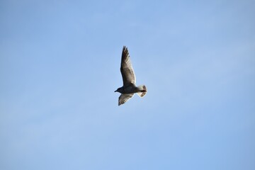 A gull is flying in the sky in bright and sunny spring day.