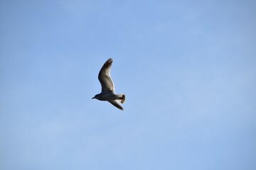 A gull is flying in the sky in bright and sunny spring day.