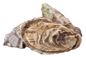 Oyster isolated on white background, full depth of field