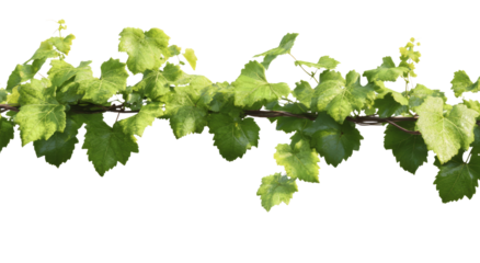 Lush vine with vibrant green leaves extends, evokes sense of flourishing vitality