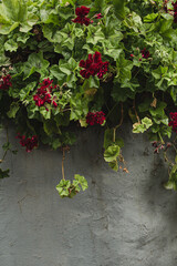 Hanging Geraniums with Red Flowers and Green Foliage